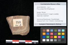 Foto (Objekt + Etikett) von Pinus praepumilio Ettingshausen (NHMW-GEO-2024-0188-0259)